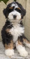 🩵IN BOSTON MASSACHUSETTS🩵MINI BERNEDOODLE🩵, a male Miniature Bernedoodle for sale in Raynham, MA – 7 of 10