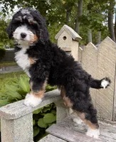 🩶IN BOSTON MASSACHUSETTS AREA🩶MINI BERNEDOODLE🩶, a male Miniature Bernedoodle for sale in Raynham, MA – 4 of 10