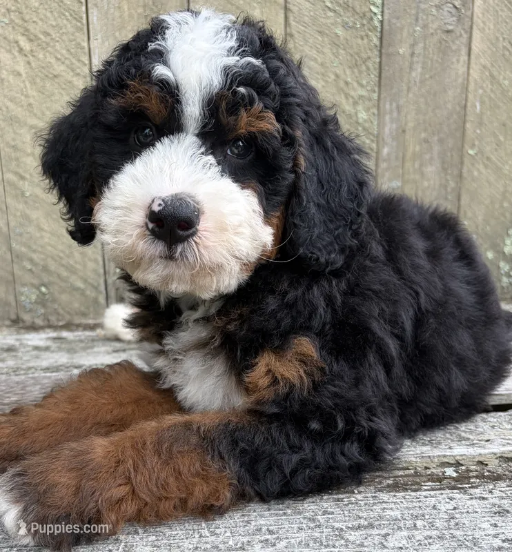 💙IN BOSTON MASSACHUSETTS AREA💙MINI BERNEDOODLE BOY💙 – Miniature Bernedoodle puppy for sale in Raynham, MA
