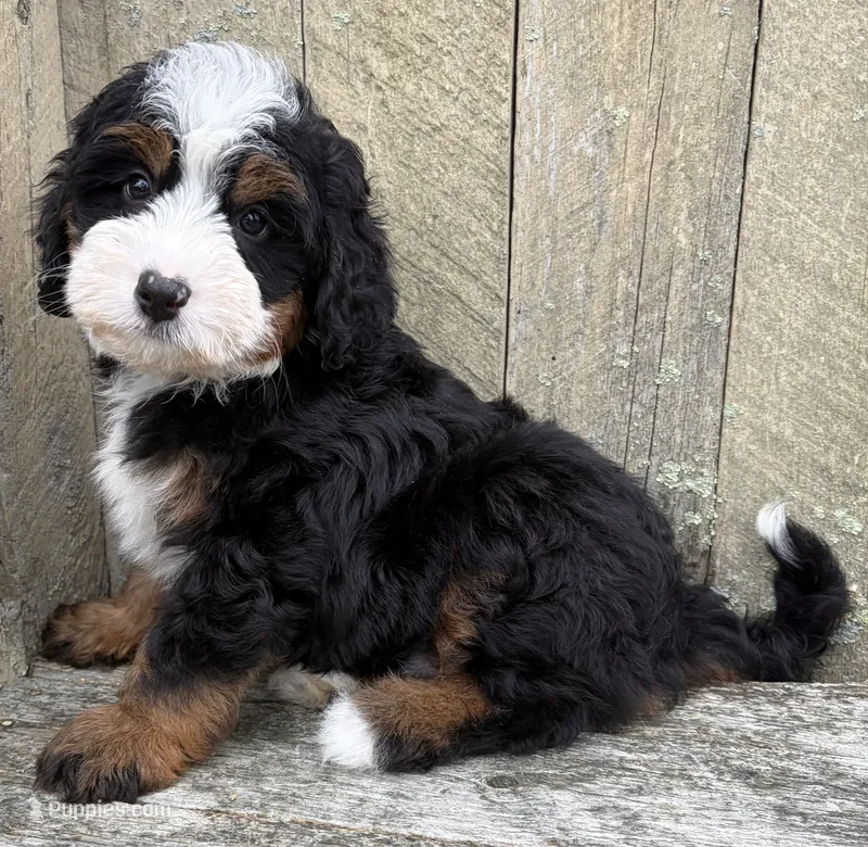 💙IN BOSTON MASSACHUSETTS💙TRADITIONAL TRI COLOR💙MINI BERNEDOODLE BOY💙 – Miniature Bernedoodle puppy for sale in Raynham, MA