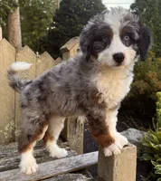 🧡IN BOSTON MASSACHUSETTS AREA🧡BLUE MERLE TRI🧡MINI BERNEDOODLE BOY🧡, a male Miniature Bernedoodle for sale in Raynham, MA – 10 of 10