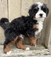 💚 MINI BERNEDOODLE 💚 BOSTON MASSACHUSETTS AREA 💚 PETITE BOY 💚, a male Miniature Bernedoodle for sale in Raynham, MA – Photo 6 of 8