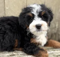 💚 MINI BERNEDOODLE 💚 BOSTON MASSACHUSETTS AREA 💚 PETITE BOY 💚, a male Miniature Bernedoodle for sale in Raynham, MA – Photo 7 of 8