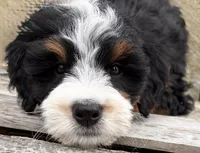 💚 MINI BERNEDOODLE 💚 BOSTON MASSACHUSETTS AREA 💚 PETITE BOY 💚, a male Miniature Bernedoodle for sale in Raynham, MA – Photo 4 of 8