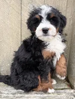 💚 MINI BERNEDOODLE 💚 BOSTON MASSACHUSETTS AREA 💚 PETITE BOY 💚, a male Miniature Bernedoodle for sale in Raynham, MA – Photo 2 of 8