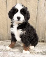 💛 MINI BERNEDOODLE 💛 BOSTON MASSACHUSETTS AREA 💛, a male Miniature Bernedoodle for sale in Raynham, MA – Photo 2 of 7