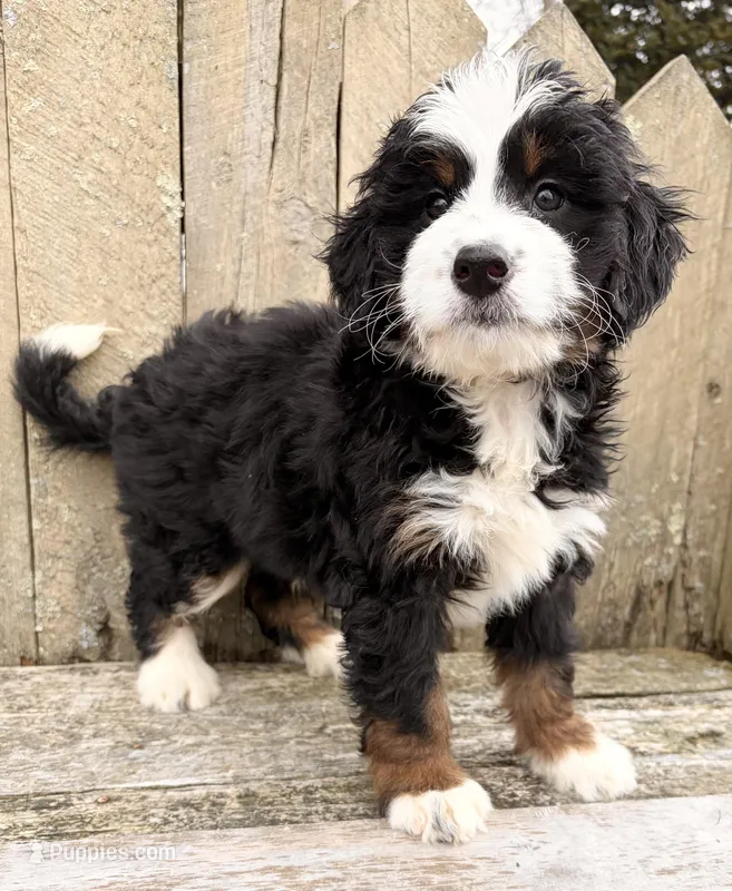 💛 MINI BERNEDOODLE 💛 BOSTON MASSACHUSETTS AREA 💛 – Miniature Bernedoodle puppy for sale in Raynham, MA