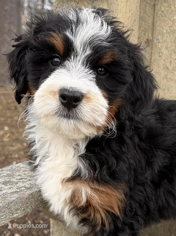 💚 MINI BERNEDOODLE 💚 BOSTON MASSACHUSETTS AREA 💚 PETITE BOY 💚 – Miniature Bernedoodle puppy for sale in Raynham, MA