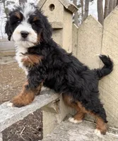 💚 MINI BERNEDOODLE 💚 BOSTON MASSACHUSETTS AREA 💚 PETITE BOY 💚, a male Miniature Bernedoodle for sale in Raynham, MA – Photo 8 of 8