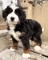 💛 MINI BERNEDOODLE 💛 BOSTON MASSACHUSETTS AREA 💛, a male Miniature Bernedoodle for sale in Raynham, MA – Photo 4 of 7