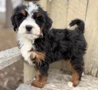 💚 MINI BERNEDOODLE 💚 BOSTON MASSACHUSETTS AREA 💚 PETITE BOY 💚, a male Miniature Bernedoodle for sale in Raynham, MA – Photo 3 of 8