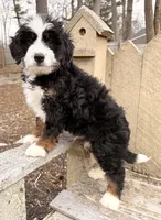 💛 MINI BERNEDOODLE 💛 BOSTON MASSACHUSETTS AREA 💛, a male Miniature Bernedoodle for sale in Raynham, MA – Photo 3 of 7