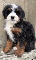 💚 MINI BERNEDOODLE 💚 BOSTON MASSACHUSETTS AREA 💚 PETITE BOY 💚, a male Miniature Bernedoodle for sale in Raynham, MA – Photo 5 of 8