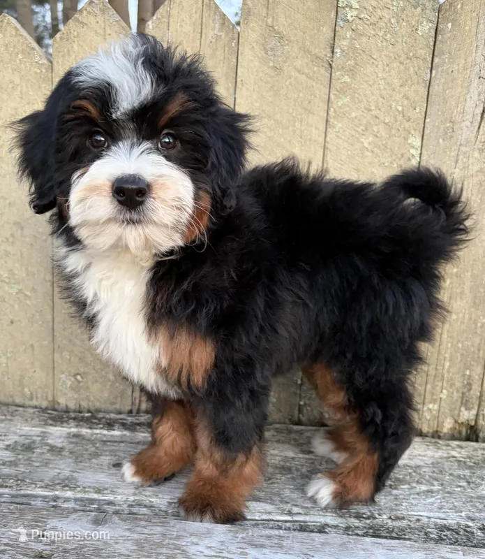 💚 MINI BERNEDOODLE 💚 BOSTON MASSACHUSETTS AREA 💚 PETITE BOY 💚 – Miniature Bernedoodle puppy for sale in Raynham, MA