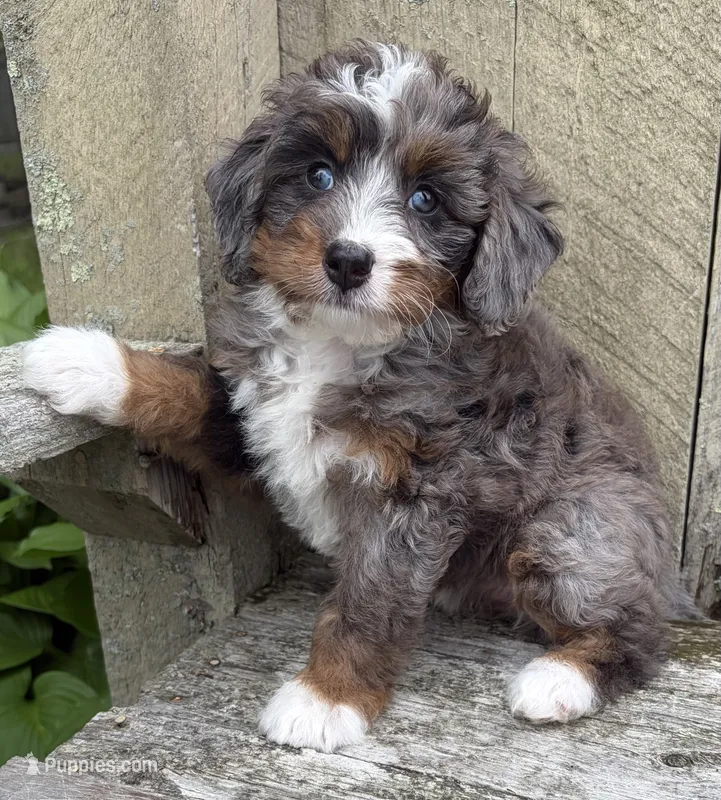 🩷TINY !!!🩷IN BOSTON MASSACHUSETTS AREA🩷BLUE MERLE MINI BERNEDOODLE🩷 – Miniature Bernedoodle puppy for sale in Raynham, MA