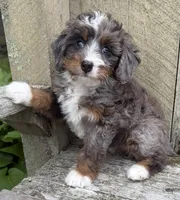 🩷TINY !!!🩷IN BOSTON MASSACHUSETTS AREA🩷BLUE MERLE MINI BERNEDOODLE🩷, a female Miniature Bernedoodle for sale in Raynham, MA – 1 of 10