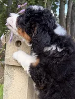 💛IN BOSTON MASSACHUSETTS AREA💛TRADITIONAL-TRI💛MINI BERNEDOODLE BOY💛, a male Miniature Bernedoodle for sale in Raynham, MA – 9 of 10