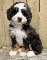 🩷IN BOSTON MASSACHUSETTS🩷MINI BERNEDOODLE🩷, a female Miniature Bernedoodle for sale in Raynham, MA – 10 of 10