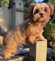 💙IN BOSTON MASSACHUSETTS AREA💙ADORABLE SHORKIE BOY💙WILL BE SMALL💙, a male Shih Tzu and Yorkshire Terrier for sale in Raynham, MA – 10 of 10