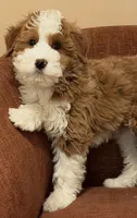 💙MINI BERNEDOODLE 💙BOSTON MA, a male Bernedoodle and Miniature Bernedoodle for sale in Raynham, MA – Photo 7 of 10