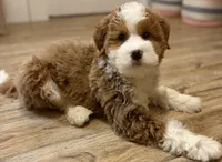 💙MINI BERNEDOODLE 💙BOSTON MA, a male Bernedoodle and Miniature Bernedoodle for sale in Raynham, MA – Photo 4 of 10
