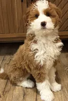 💙MINI BERNEDOODLE 💙BOSTON MA, a male Bernedoodle and Miniature Bernedoodle for sale in Raynham, MA – Photo 10 of 10