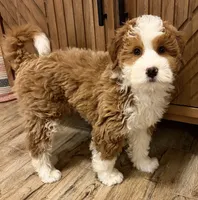 💙MINI BERNEDOODLE 💙BOSTON MA, a male Bernedoodle and Miniature Bernedoodle for sale in Raynham, MA – Photo 2 of 10