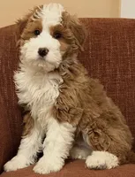 💙MINI BERNEDOODLE 💙BOSTON MA, a male Bernedoodle and Miniature Bernedoodle for sale in Raynham, MA – Photo 3 of 10