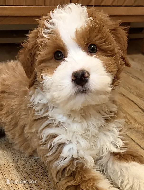 💙MINI BERNEDOODLE 💙BOSTON MA