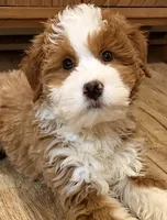 💙MINI BERNEDOODLE 💙BOSTON MA, a male Bernedoodle and Miniature Bernedoodle for sale in Raynham, MA – Photo 1 of 10