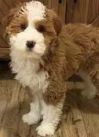 💙MINI BERNEDOODLE 💙BOSTON MA, a male Bernedoodle and Miniature Bernedoodle for sale in Raynham, MA – Photo 5 of 10