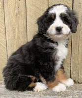 🩷IN BOSTON MASSACHUSETTS🩷MINI BERNEDOODLE🩷, a female Miniature Bernedoodle for sale in Raynham, MA – 2 of 10