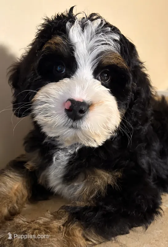 👻IN BOSTON MASSACHUSETTS👻TRADITIONAL TRI COLOR👻MINI BERNEDOODLE BOY👻 – Miniature Bernedoodle puppy for sale in Raynham, MA