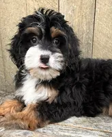 🎃IN BOSTON MASSACHUSETTS🎃TRADITIONAL TRI COLOR🎃MINI BERNEDOODLE GIRL🎃, a female Miniature Bernedoodle for sale in Raynham, MA – 9 of 10