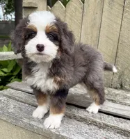 🧡PETITE !!!🧡IN BOSTON MASSACHUSETTS AREA🧡BLUE MERLE MINI BERNEDOODLE🧡, a female Miniature Bernedoodle for sale in Raynham, MA – 7 of 9