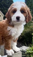 ❤️IN BOSTON MASSACHUSETTS AREA❤️RARE DARK RED❤️MINI BERNEDOODLE GIRL❤️, a female Miniature Bernedoodle for sale in Raynham, MA – 5 of 10