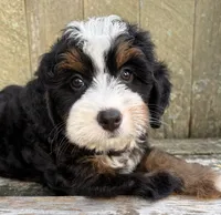 🩷IN BOSTON MASSACHUSETTS🩷TRADITIONAL TRI COLOR🩷MINI BERNEDOODLE GIRL🩷, a female Miniature Bernedoodle for sale in Raynham, MA – 3 of 10