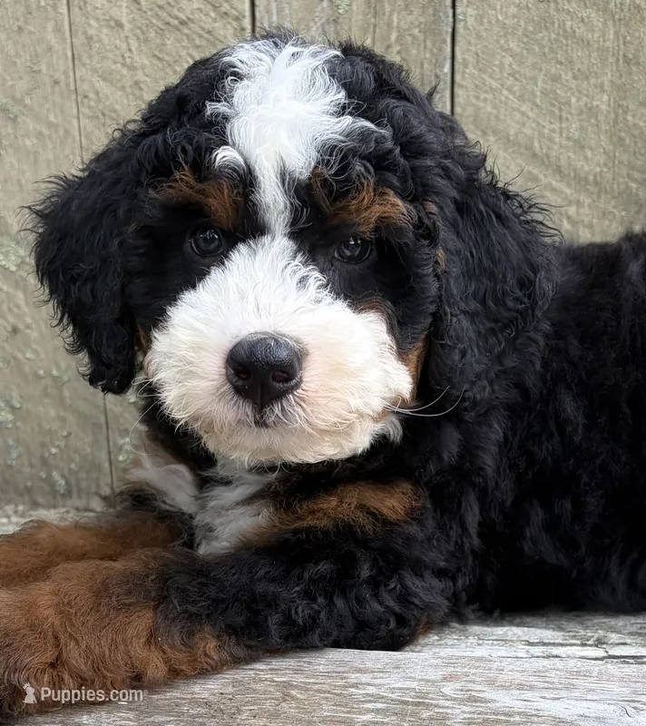 💙IN BOSTON MASSACHUSETTS💙TRADITIONAL TRI COLOR💙MINI BERNEDOODLE BOY💙 – Miniature Bernedoodle puppy for sale in Raynham, MA