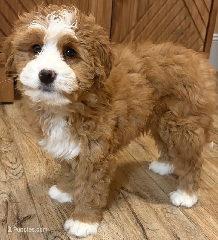 💛MINI BERNEDOODLE 💛BOSTON MA