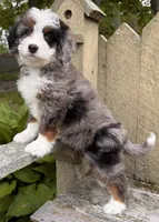💜TINY !!!💜IN BOSTON MASSACHUSETTS AREA💜BLUE MERLE MINI BERNEDOODLE💜, a female Miniature Bernedoodle for sale in Raynham, MA – 4 of 10