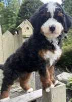 💙IN BOSTON MASSACHUSETTS AREA💙MINI BERNEDOODLE BOY💙, a male Miniature Bernedoodle for sale in Raynham, MA – 10 of 10