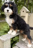 💛IN BOSTON MASSACHUSETTS AREA💛MINI BERNEDOODLE💛, a female Miniature Bernedoodle for sale in Raynham, MA – 3 of 10
