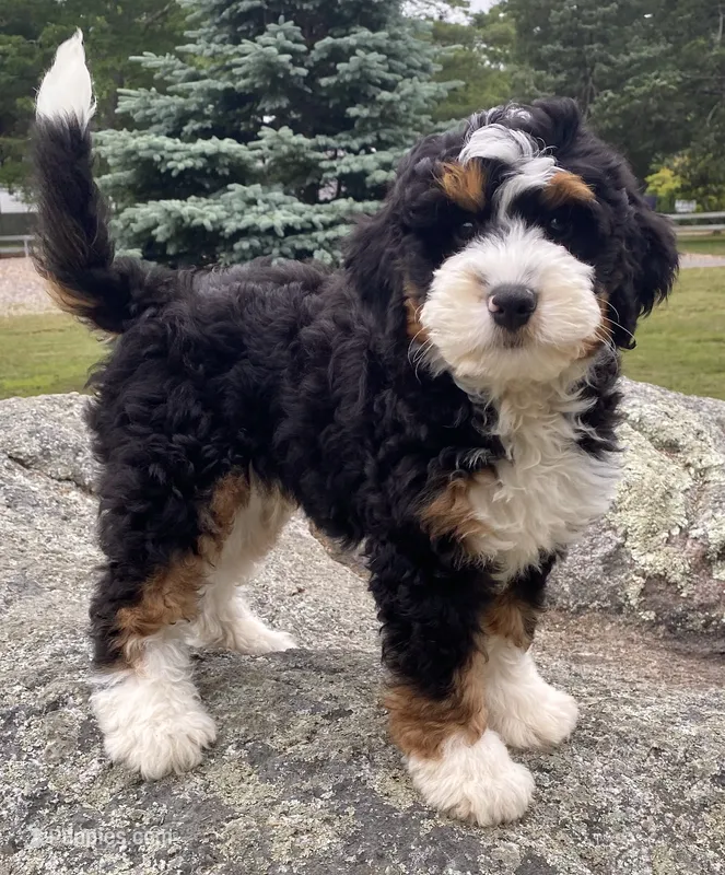 🩵IN BOSTON MASSACHUSETTS🩵MINI BERNEDOODLE🩵 – Miniature Bernedoodle puppy for sale in Raynham, MA