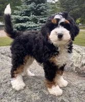 🩵IN BOSTON MASSACHUSETTS🩵MINI BERNEDOODLE🩵, a male Miniature Bernedoodle for sale in Raynham, MA – 1 of 10