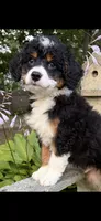 💛IN BOSTON MASSACHUSETTS AREA💛TRADITIONAL-TRI💛MINI BERNEDOODLE BOY💛, a male Miniature Bernedoodle for sale in Raynham, MA – 8 of 10