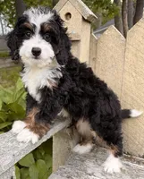 🩷IN BOSTON MASSACHUSETTS AREA🩷MINI BERNEDOODLE🩷, a female Miniature Bernedoodle for sale in Raynham, MA – 3 of 9