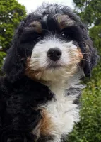 🩶IN BOSTON MASSACHUSETTS AREA🩶MINI BERNEDOODLE BOY🩶, a male Miniature Bernedoodle for sale in Raynham, MA – 3 of 10