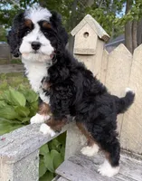 💚IN BOSTON MASSACHUSETTS AREA💚MINI BERNEDOODLE💚, a male Miniature Bernedoodle for sale in Raynham, MA – 4 of 9