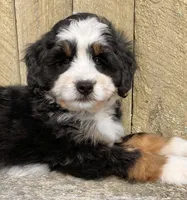 🩷IN BOSTON MASSACHUSETTS🩷MINI BERNEDOODLE🩷, a female Miniature Bernedoodle for sale in Raynham, MA – 6 of 10