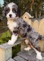 🧡IN BOSTON MASSACHUSETTS AREA🧡BLUE MERLE TRI🧡MINI BERNEDOODLE BOY🧡, a male Miniature Bernedoodle for sale in Raynham, MA – 5 of 10